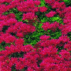 Creeping Red Sedum