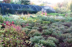 Helvetia Nursery Greenhouse in Hillsboro, OR